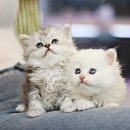 수원고양이분양 고사남 본점 이미지