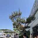 동탄 맛집 | 화성 동탄 짜장면 맛집 코리안손짜장 후기
