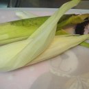 옥수수 . 고구마,감자 맛있게 찌는 법 이미지