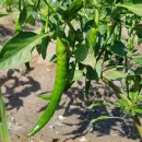 오만농장 이미지