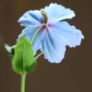 Re:Meconopsis grandis(Blue Poppy) 불루파피가 blue poppy를 다시 만나다. 이미지