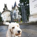 나의 강아지에게 이미지