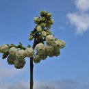 한옥스테이현덕씨네 이미지