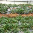 노지하우스 이미지