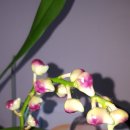 로렌시아 이미지