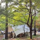 소리나무(주) | 포천 나무새캠핑장 키즈캠핑장 파쇄석 9번 사이트 이용후기