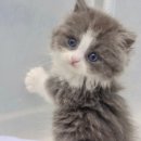 김포고양이분양 맘스캣 이미지