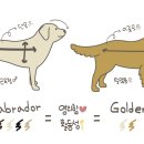 골든패턴