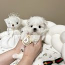 샵펫 강아지분양 울산점 | 울산강아지분양 샵펫 tiny mini