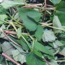 박현순 농장 | 취나물.