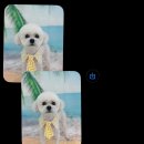 바닐라 퍼피 이미지