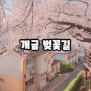 시영아파트 경로당 | [부산]벚꽃 명소 일본 감성으로 유명한 개금 벚꽃문화길