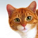 개스타일 이미지