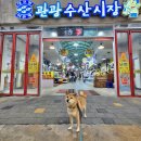 능포어촌계 종합상가 | 속초 대포항 수산시장 먹거리 튀김골목 구경 애견동반여행