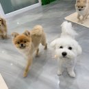 조이 애견 유치원 이미지