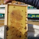 (주)한국양봉산업 이미지