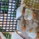 순풍농장 이미지