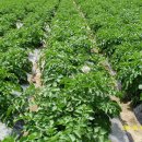 고령농장 이미지