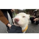 금왕임시정류장 화장실 | 캐나다 5 | 임시보호 퍼시와 기쁜 작별 👋🏻 벤쿠버 - 밴프 버스 타는법 🚏