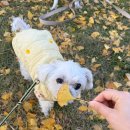 함안향교 | 경남 은행단풍명소 함안 향교 방문 후기, 반려견과 함께해요 (방문일 : 2025년 11월 16일)