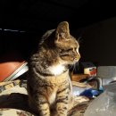 흑염소 한 닭 농장 이미지