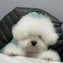 그녀의펫살롱 이미지