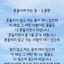 흔들리며 피는 꽃 이미지