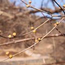 고향에봄 이미지