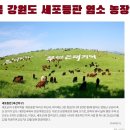 김수복농장 Daum카페