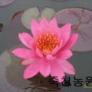 어레이 이미지
