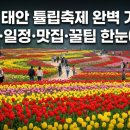 메타길 | 2026 태안 튤립축제 완벽 가이드 | 입장료·일정·맛집·꿀팁 한눈에 정리
