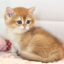 집사의 하루 대구점 이미지