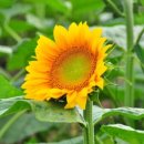 하모리-7 이미지