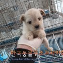 왕징면사무소 이미지