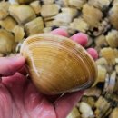 뚱보수산 이미지