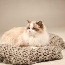 랙돌 캐터리 아이돌스(IDOLLS) 이미지