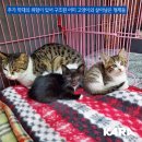 수원-0168 Daum카페
