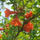 촌닭민박 이미지