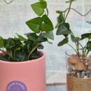 심리 힐링 압화 이미지