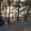 트리캠핑장 이미지