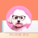 행복한댕댕이 | 미니비숑후기 강아지댕댕이애견 행복한 시간들