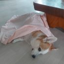 바비하우스(BaBi house) | 03 🔟 영국 레츠 끼끼 (에든버러 해리포터 무료 워킹 투어, 바비 샌드위치 하우스, 다시 런던으로 고고)