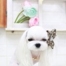 유이애견샵 이미지