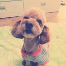 쁘띠앤독 이미지