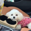 펫츠랜드 “슈슈 하네스 원피스” 강아지 옷 내돈내산 후기 !! 🐶👚