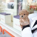 대구강아지분양 홍스퍼피 이미지