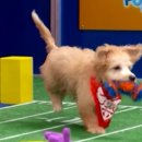 퍼피플래닛 이미지