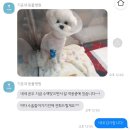 기운내 동물병원 | 강아지 슬개골 수술, 십자인대 파열 수술 후기 | 광주 기운내 동물 병원 |