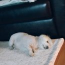 행복한 꿈을 꾸는 이미지