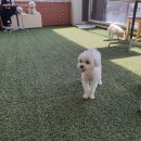 잔디카페24